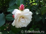 Generous Gardener, The Generous Gardener, The