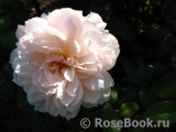 Generous Gardener, The Generous Gardener, The