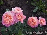 Augusta Luise Augusta Luise