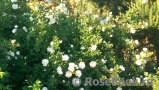 Rose spinosissima Rose spinosissima