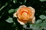 Lady of Shalott Lady of Shalott