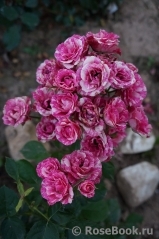 Pink Flash Pink Flash