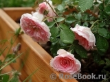 Morden Blush Morden Blush