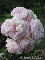 Pink Ghislaine de Féligonde ® Pink Ghislaine de Féligonde ®