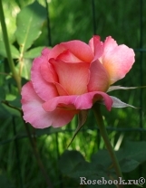 Albrecht Durer Albrecht Durer