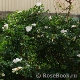 Rosa rugosa f. Alba Rehder Rosa rugosa f. Alba Rehder