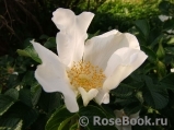 Rosa rugosa f. Alba Rehder Rosa rugosa f. Alba Rehder