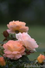 Rosemary Harkness Rosemary Harkness