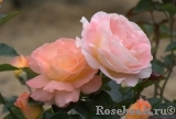 Rosemary Harkness Rosemary Harkness