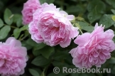 Harlow Carr Harlow Carr