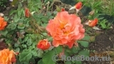 Westerland Westerland