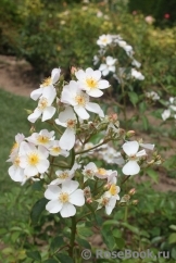 White Fleurette White Fleurette