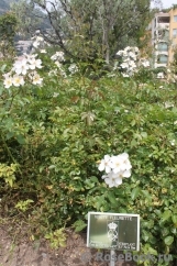 White Fleurette White Fleurette