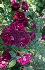 Burgundy Ice Burgundy Ice