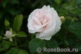 Aspirin Rose Aspirin Rose