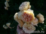 Crown Princess Margareta® Crown Princess Margareta®