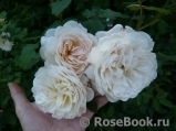 Crocus Rose® Crocus Rose®