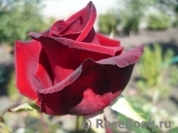Black Baccara Black Baccara
