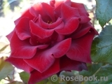 Black Baccara Black Baccara