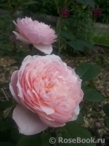 The Alnwick Rose The Alnwick Rose
