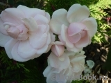 Aspirin Rose Aspirin Rose