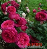 Johann Wolfgang von Goethe Rose® Johann Wolfgang von Goethe Rose®