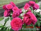 Johann Wolfgang von Goethe Rose® Johann Wolfgang von Goethe Rose®
