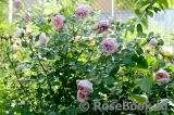 Abraham Darby Abraham Darby
