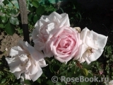 The Wedgwood Rose The Wedgwood Rose