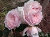 The Wedgwood Rose The Wedgwood Rose