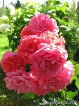Rosarium Uetersen Rosarium Uetersen