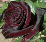 Black Baccara Black Baccara