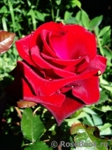 Black Baccara Black Baccara