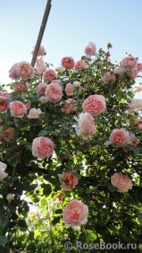 Abraham Darby Abraham Darby