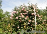 Abraham Darby Abraham Darby