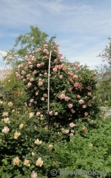 Abraham Darby Abraham Darby