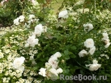 Aspirin Rose Aspirin Rose