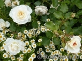 Aspirin Rose Aspirin Rose