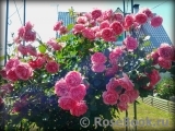 Decor Rose Decor Rose