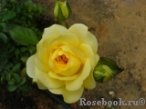 Tete d'Or Tete d'Or