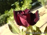 Black Baccara Black Baccara