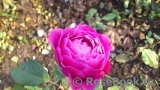 Scent of Woman ® Scent of Woman ®