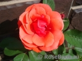 Morden Fireglow Morden Fireglow