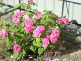 Zephirine Drouhin Zephirine Drouhin