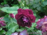 Burgundy Ice Burgundy Ice