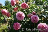 Jubilee Celebration® Jubilee Celebration®