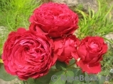 Rose des 4 Vents Rose des 4 Vents