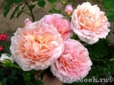 Abraham Darby