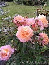Augusta Luise Augusta Luise