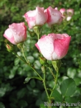 Pink Meidiland Pink Meidiland